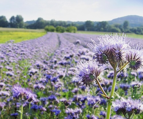 5000 samen phacelia - 5000,