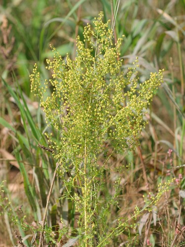 1500 samen seeds - 1500++, artemisia