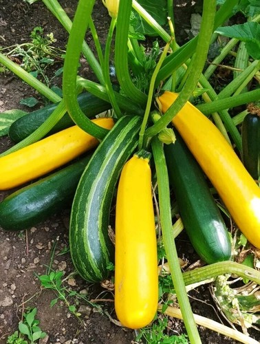 Zucchini mischung samen - zucchini,
