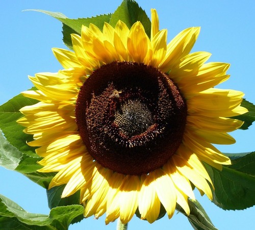 Samen riesen sonnenblume - 50,