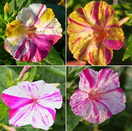 Samen wunderblume mirabilis - samen,