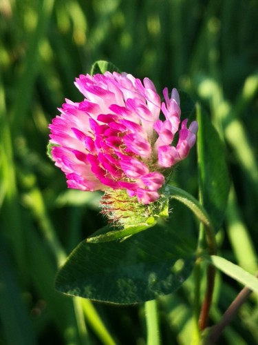 10000 samen rotklee - rotklee, trifolium