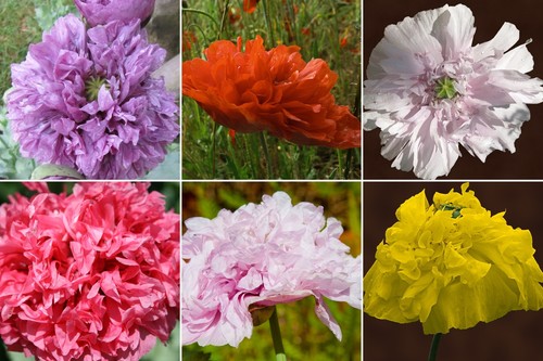 000 samen gefüllter mohn - 1.000,