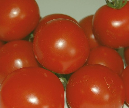 Samen tomate harzfeuer f1 - 20,