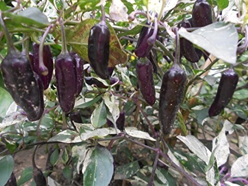 Purple tiger chili samen - samen, 10