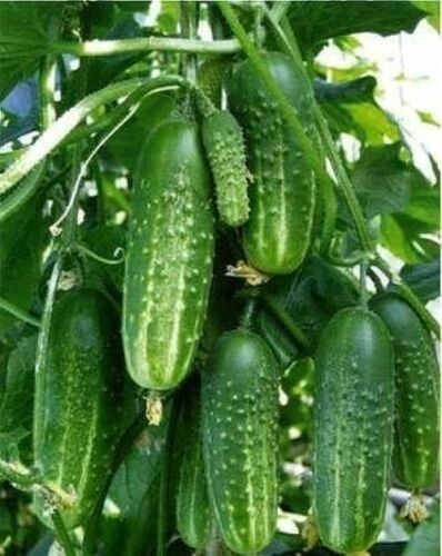 Gurkensamen - , (10+samen)