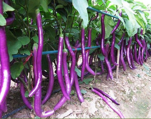 Samen aubergine lange - aubergine,