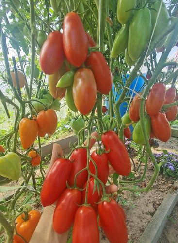 Wow st tomaten - 10, samen