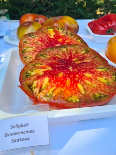Tomatensamen seligkeit - tomatensamen,