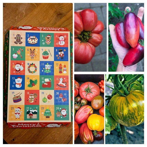 Tomaten adventskalender - tomaten,