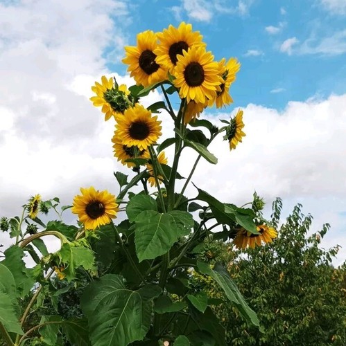Sonnenblume mehrblütig - mehrblÜtig, 50