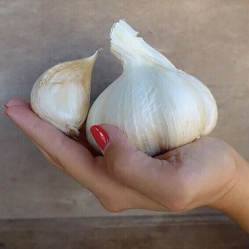 Riesenknoblauch samen 50 - riesenknoblauch, samen,
