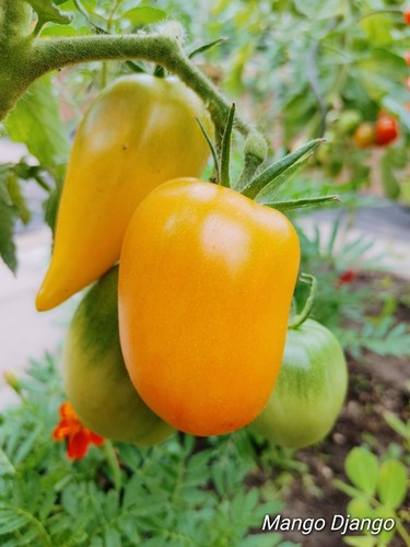 Mango django exotischer - mango,