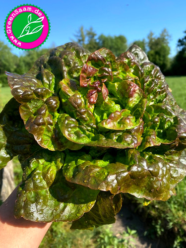 Kopfsalat baquieu 250 - baquieu, ♥️