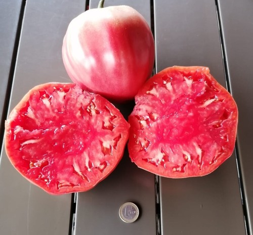 Tomatensamen russische - tomatensamen,
