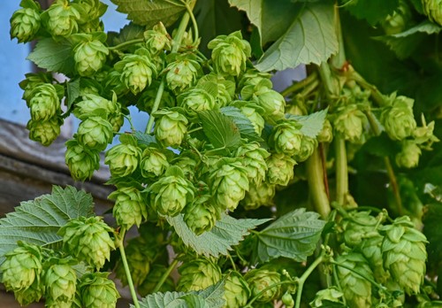 150 samen echter hopfen - echter,