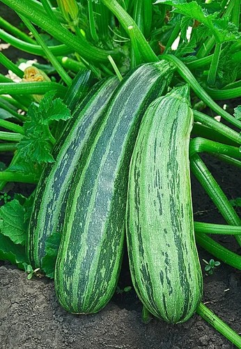 Samen zucchini nimba - samen, "nimba"