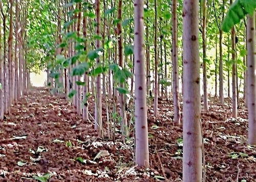 Extra clean paulownia hybrid - clean,